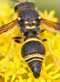 Ancistrocerus campestris